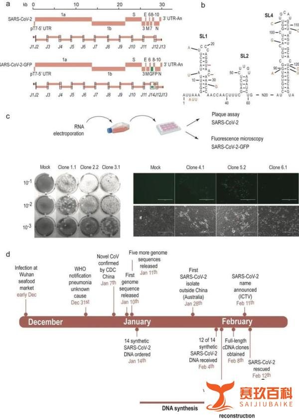 【BioRxiv】新冠病毒的人工合成：仅凭基因片段便能复活完整病毒，还带绿色荧光！