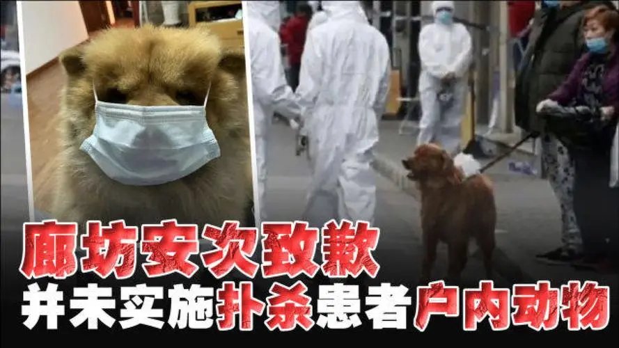 廊坊安次区停止扑杀新冠患者户内动物，疫情下我们该如何保护动物的安全？