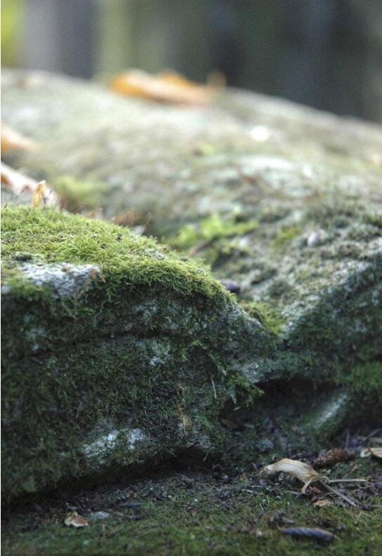苍苔满字土埋龟，这句诗是什么意思？谢谢