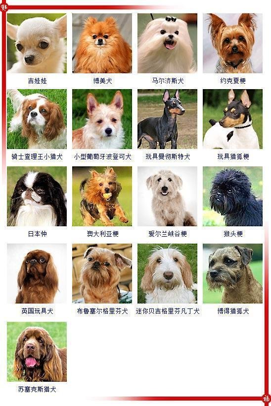 丝毛狗是什么品种？有哪些性格特点呢？