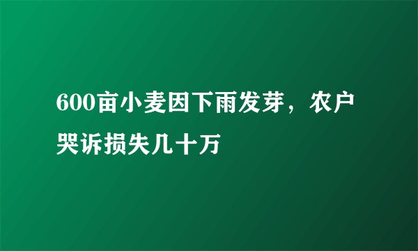 600亩小麦因下雨发芽，农户哭诉损失几十万