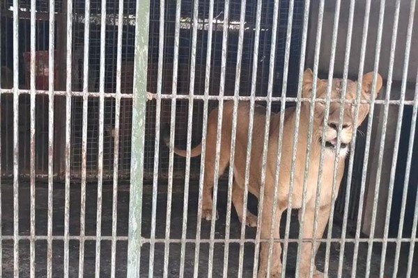 男子在四川西昌动物园狮笼里发现一只金毛,这是什么操作?