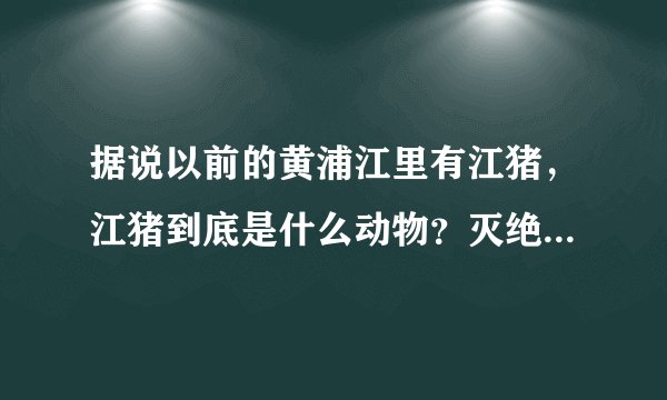 据说以前的黄浦江里有江猪，江猪到底是什么动物？灭绝了吗？现在哪里有？