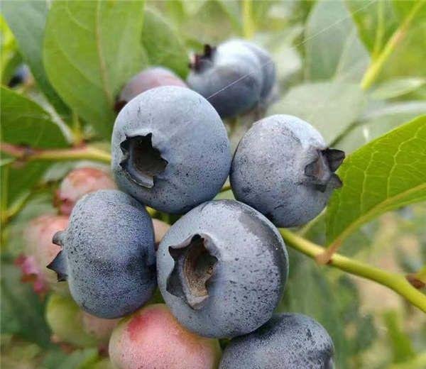 蓝莓中的娇娇者‘l46蓝莓苗’来袭、具有那些优势特点呢