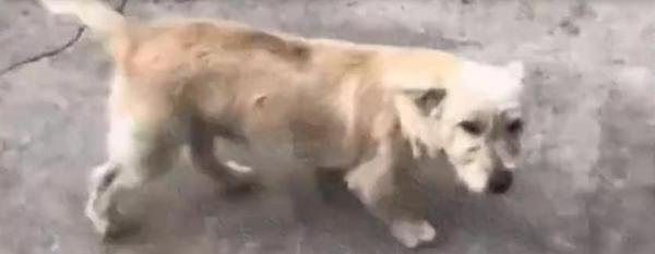 忠犬的故事：土狗被扔50公里外，一星期后跑回家，已非首次被抛弃