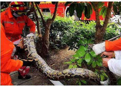 深圳50斤巨蟒在工业园蒸汽管下安家,巨蟒是如何被发现的?