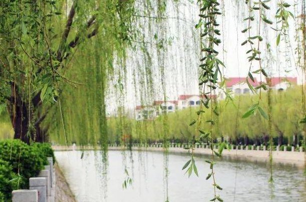 柳媚花明指什么生肖
