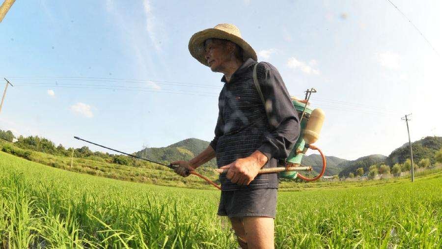 云南千亩竹林遭竹蝗啃食,面对竹蝗怎么防治?