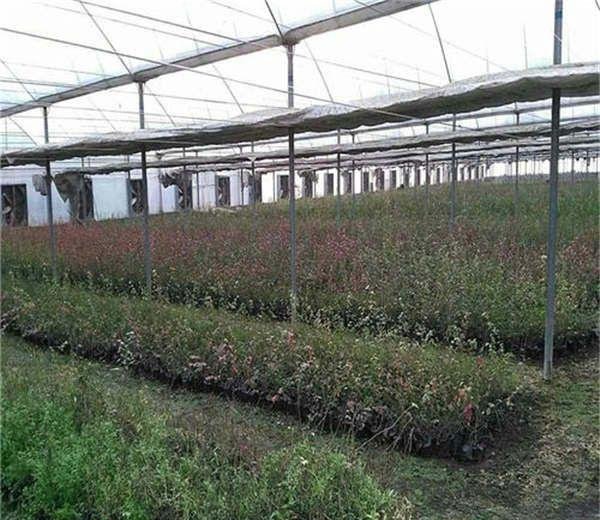 蓝莓中的娇娇者‘l46蓝莓苗’来袭、具有那些优势特点呢