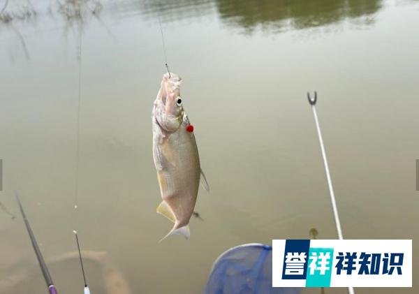 鱼竿的H是什么？硬度有标准么？实话实说硬度的概念好宽泛