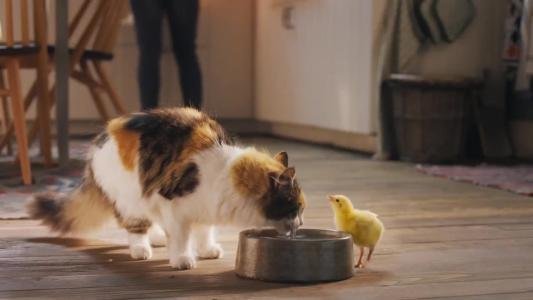 孙怡家的小鸡被野猫给叼走了,为何猫对小鸡如此热爱?