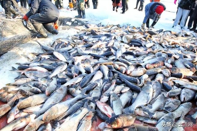 查干湖头鱼2025年多少钱