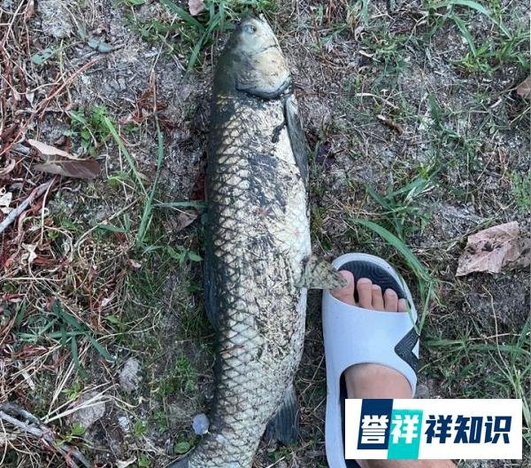 鱼竿的H是什么？硬度有标准么？实话实说硬度的概念好宽泛