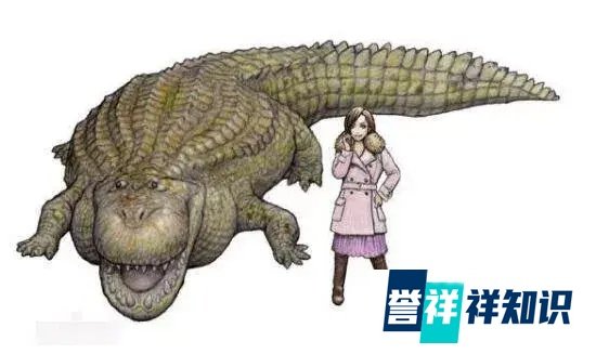 【鳄鱼百科】亚马逊莫拉氏鳄一种比恐龙凶猛的超级巨鳄