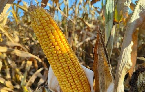 先玉335玉米种简介（先玉335种子审定公告、价格）