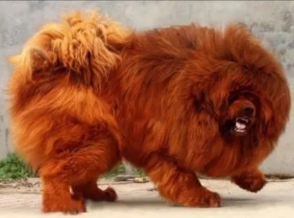 独狼袭击羊群，1岁藏獒挺身而出，驱赶羊后勇敢与狼搏斗，藏獒有多勇猛？