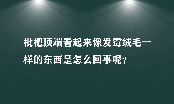 枇杷顶端看起来像发霉绒毛一样的东西是怎么回事呢？