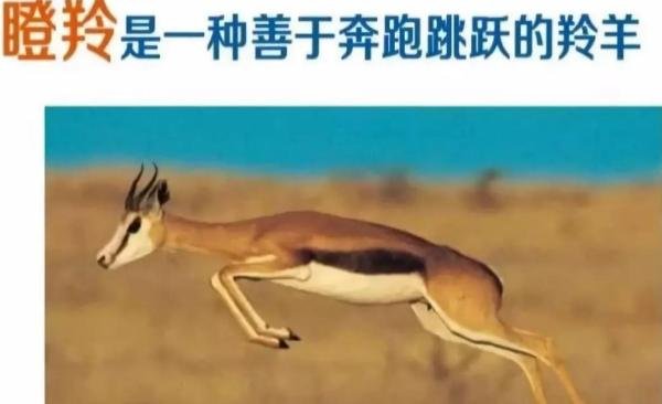 中央提到的“瞪羚企业”,是什么意思?