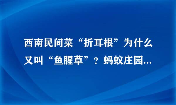 西南民间菜“折耳根”为什么又叫“鱼腥草”？蚂蚁庄园1月28日问题