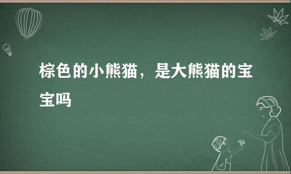 棕色的小熊猫，是大熊猫的宝宝吗