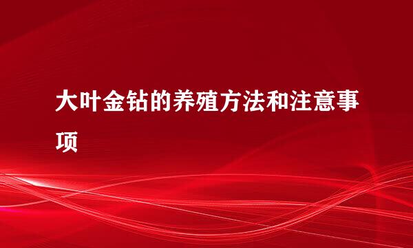 大叶金钻的养殖方法和注意事项