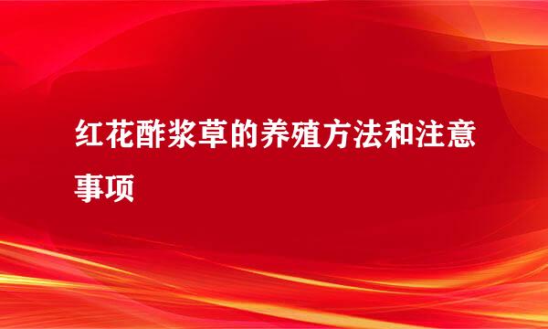 红花酢浆草的养殖方法和注意事项