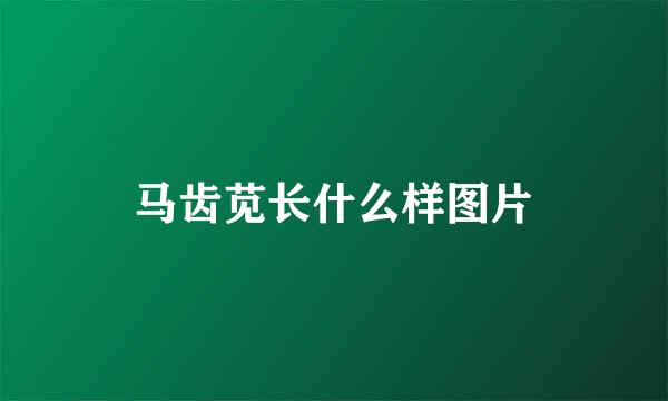 马齿苋长什么样图片