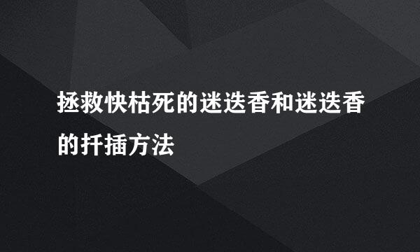 拯救快枯死的迷迭香和迷迭香的扦插方法
