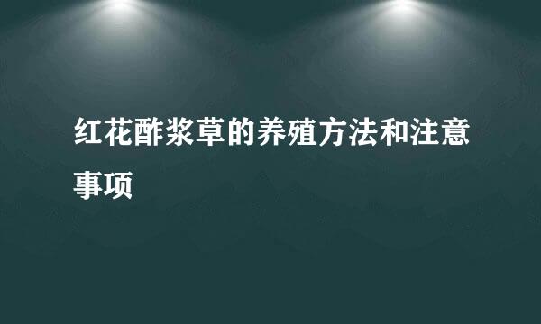红花酢浆草的养殖方法和注意事项