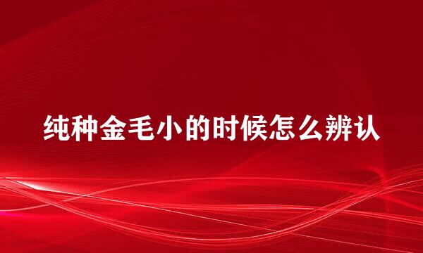 纯种金毛小的时候怎么辨认