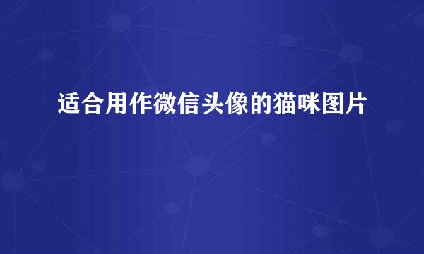 适合用作微信头像的猫咪图片