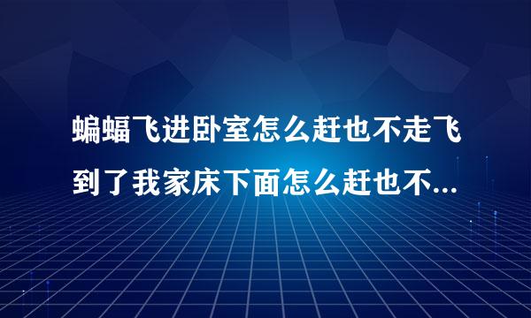 蝙蝠飞进卧室怎么赶也不走飞到了我家床下面怎么赶也不走睡觉的时候它会不会出来攻击人这个灯和窗户要开吗