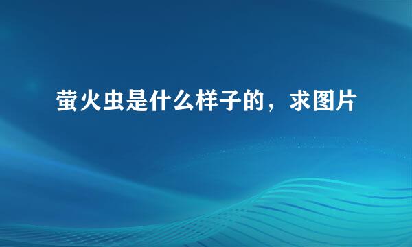 萤火虫是什么样子的，求图片