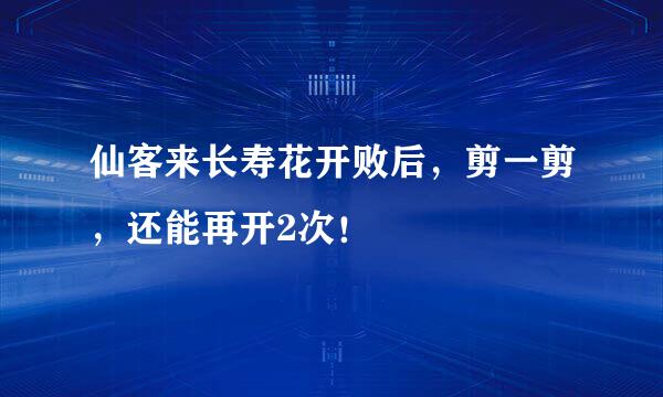 仙客来长寿花开败后，剪一剪，还能再开2次！​