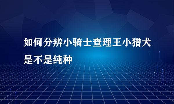 如何分辨小骑士查理王小猎犬是不是纯种