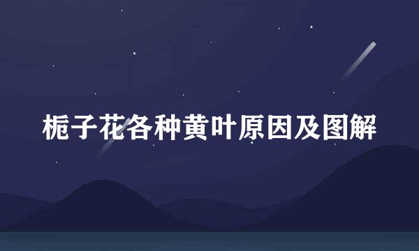栀子花各种黄叶原因及图解