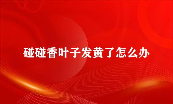 碰碰香叶子发黄了怎么办