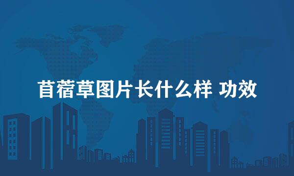苜蓿草图片长什么样 功效
