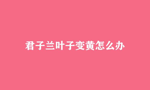 君子兰叶子变黄怎么办