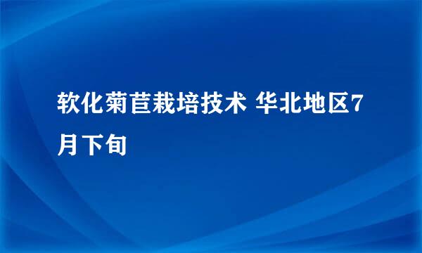 软化菊苣栽培技术 华北地区7月下旬