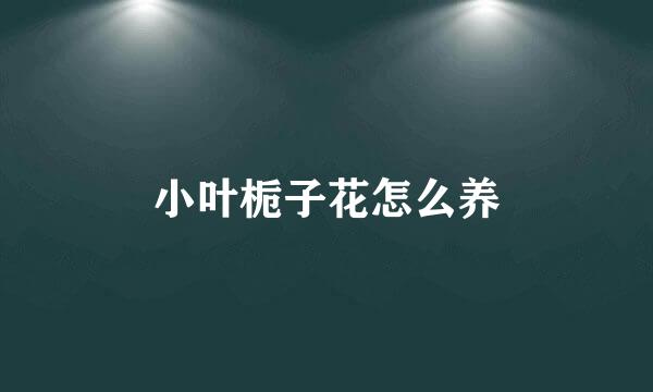 小叶栀子花怎么养