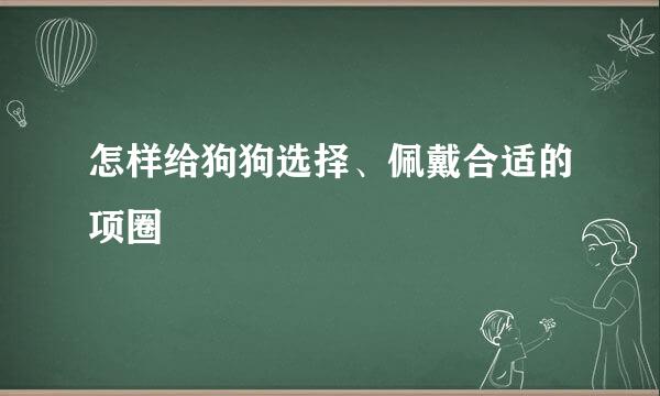 怎样给狗狗选择、佩戴合适的项圈