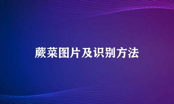 蕨菜图片及识别方法