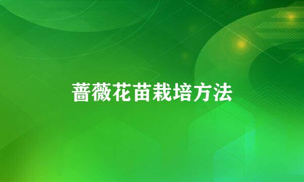 蔷薇花苗栽培方法