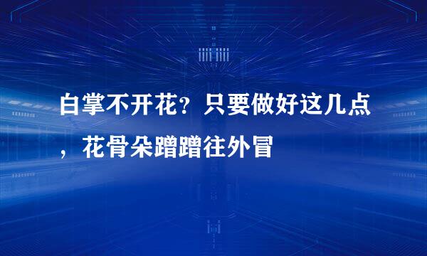 白掌不开花？只要做好这几点，花骨朵蹭蹭往外冒