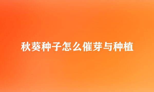 秋葵种子怎么催芽与种植