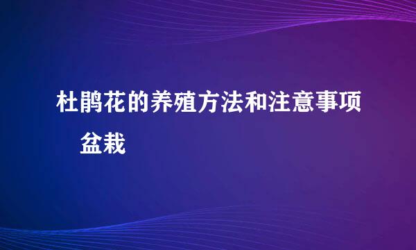 杜鹃花的养殖方法和注意事项 盆栽
