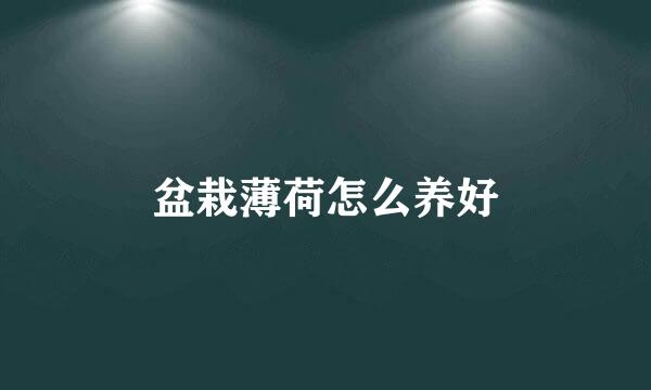 盆栽薄荷怎么养好