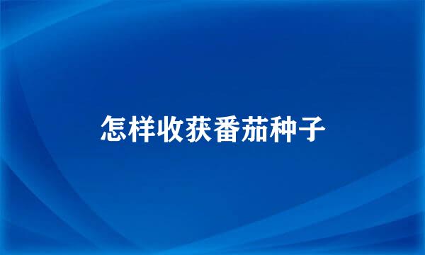 怎样收获番茄种子