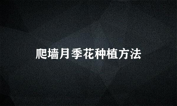 爬墙月季花种植方法